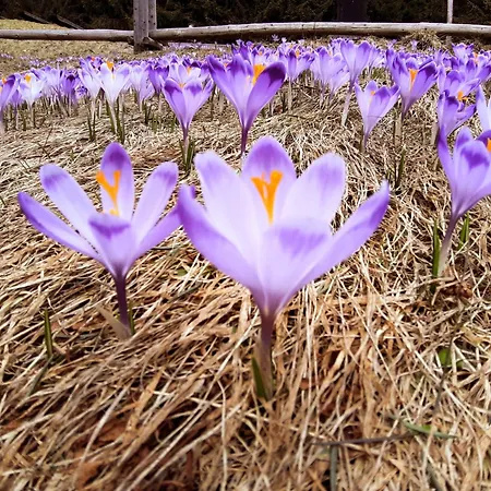 Apartament Beskidlove *