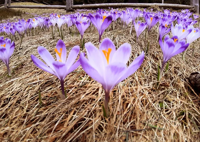 דירה Beskidlove *